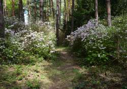 Május - kötelező kirándulás a Jeli Arborétumba